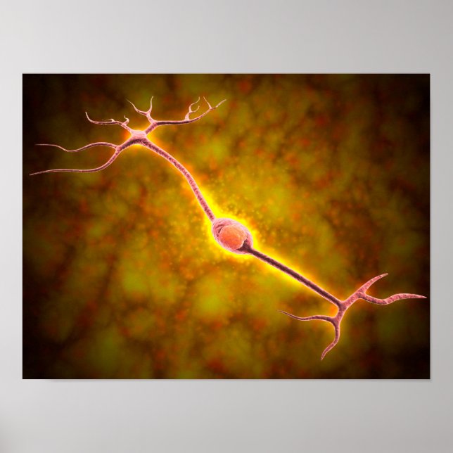 Póster Vista Microscópica De Una Neurona Bipolar (Frente)