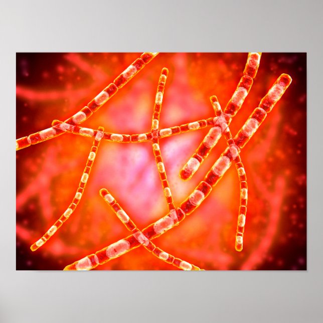 Póster Vista Microscópica Del Antrax 1 (Frente)