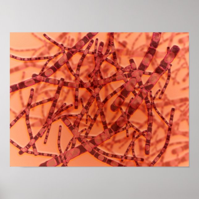 Póster Vista Microscópica Del Antrax 3 (Frente)