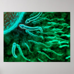 Póster Vista Microscópica Del Baño De Esperma Hacia El Hu