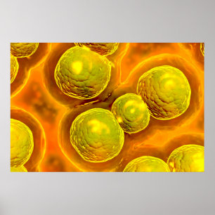 Póster Vista microscópica del Chlamydia