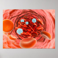 Vista Microscópica Del Flujo De Sangre Dentro De U