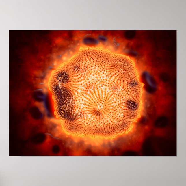 Póster Vista Microscópica Del Parvovirus Canino 4 (Frente)