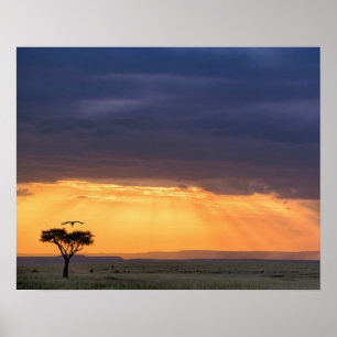 Póster Vista panorámica de buitre y árbol de acacia