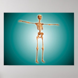 Póster Vista Perspectiva Del Sistema Humano Skeletal