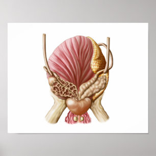 Póster Vista posterior de la vejiga urinaria