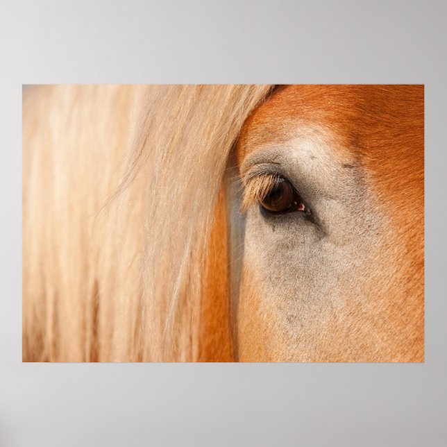 Póster Vista suave - ojo de un caballo de tiro (Frente)