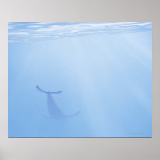 Póster Vista submarina de la ballena (Frente)