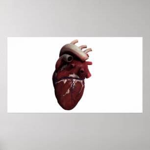 Póster Vista tridimensional del corazón humano, la