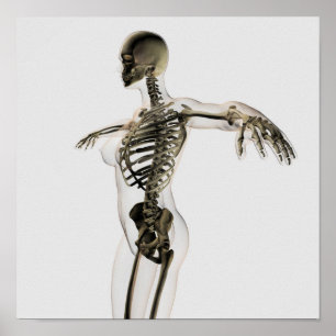 Póster Vista tridimensional del sistema esquelético