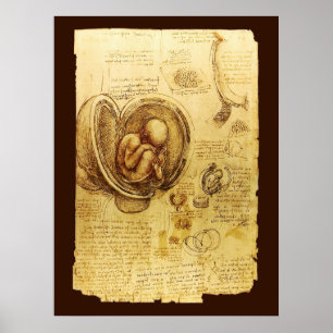 Póster Vistas de un feto en el útero, Obstetricia y Ginec