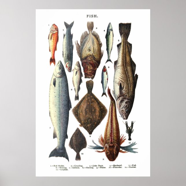 Póster Visualización de diferentes tipos de peces (Frente)