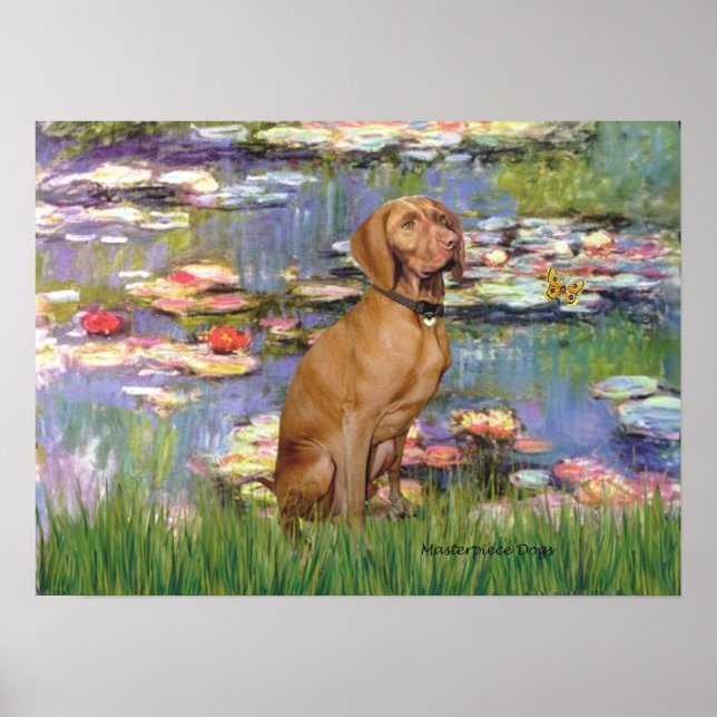 Póster Viszla 2 - Vizsla (Frente)