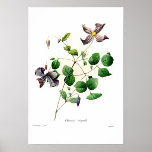 Póster Viticella del Clematis