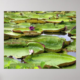 Póster Vitoria Regis, nenúfares gigantes en el Amazonas