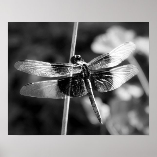 Póster Viuda Skimmer Dragonfly fotografía en blanco y neg (Frente)