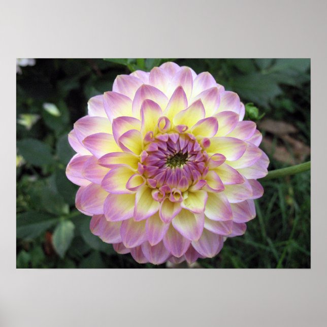Póster Vivid Lavender Creme Dahlia (Frente)