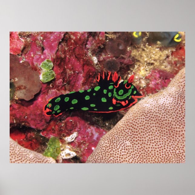 Póster Vivid Nudi (Frente)