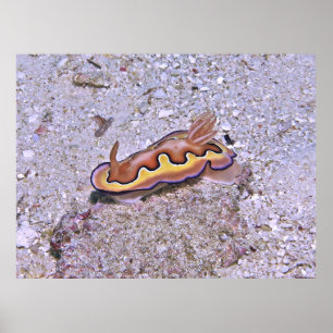 Póster Vivid Nudibranch