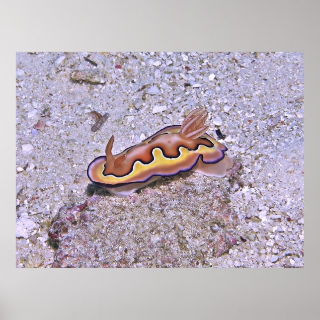 Póster Vivid Nudibranch (Frente)