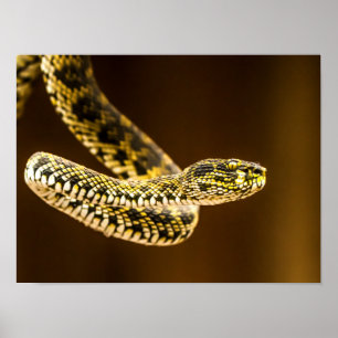 Póster Vívora con patrón llamativo de amarillo y negro