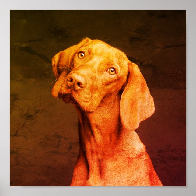 Póster Vizsla (Frente)