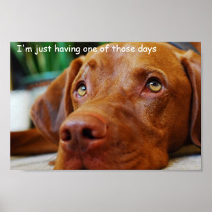Póster Vizsla - apenas tener uno de esos días