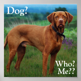 Póster Vizsla - Perro?, ¿Quién?, ¿Yo?
