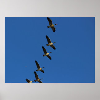Póster Volando