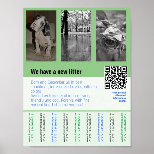 Póster volante de cachorros en venta con código QR (Frente)
