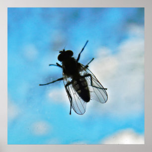 Póster Volar en vidrio