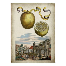 Volkamer Citrus Lemon Poster de Paisaje Italiano