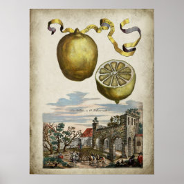 Póster Volkamer Citrus Lemon Poster de Paisaje Italiano