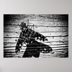 Póster volver atrás