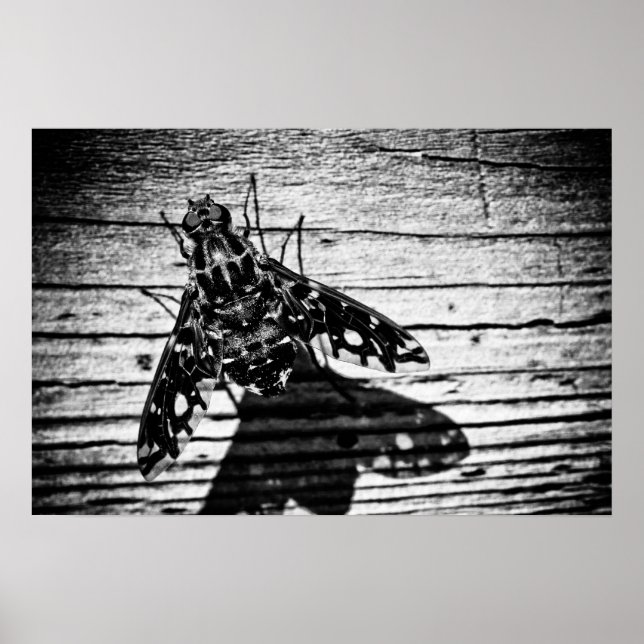 Póster volver atrás (Frente)