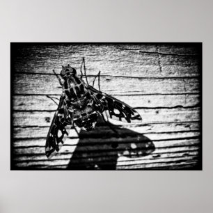 Póster volver atrás