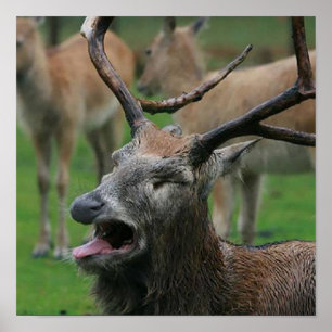 Póster Vómitos de ciervo: