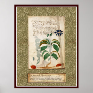 Póster Voynich Plate 19