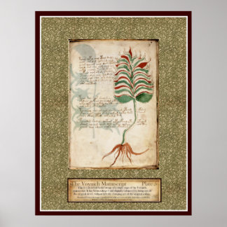 Póster Voynich Plate 5 - Ilustracion botánico