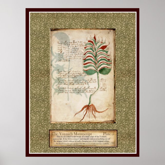 Póster Voynich Plate 5 - Ilustracion botánico (Frente)