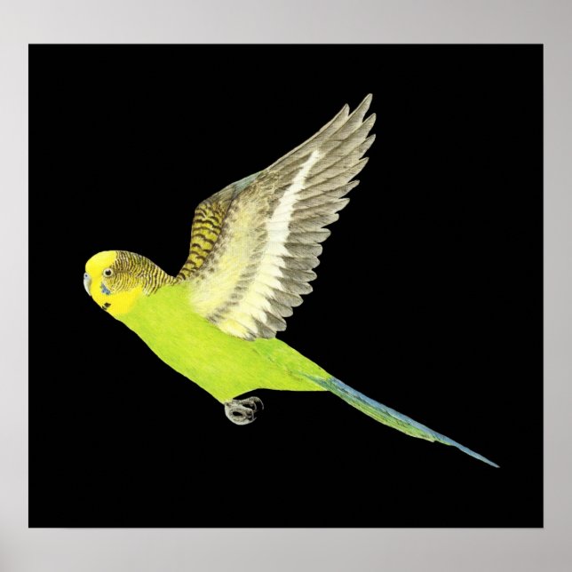 Póster Vuelo de Budgerigar - Melopsittacus undulatus (Frente)