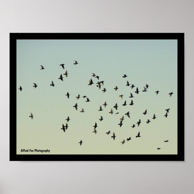 Póster Vuelo de las palomas (Frente)