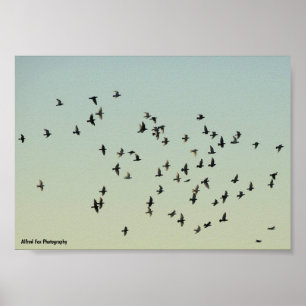 Póster Vuelo de las palomas
