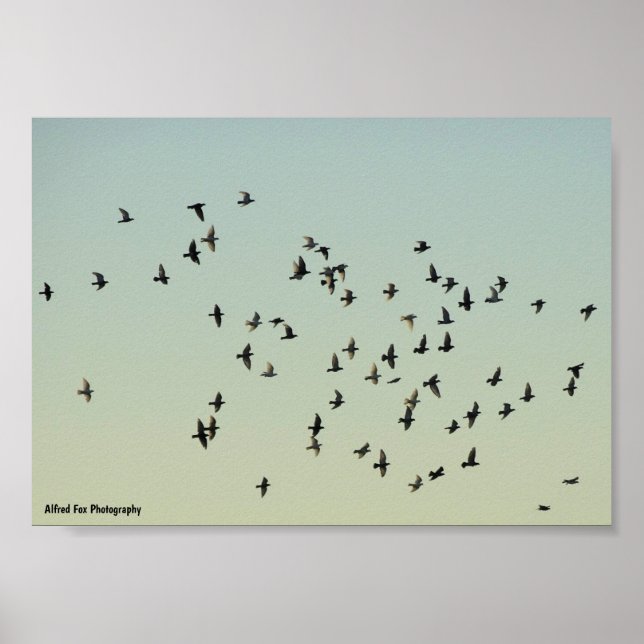 Póster Vuelo de las palomas (Frente)