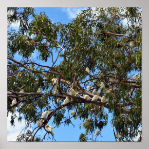 Póster "Vuelo de lo salvaje: Cockatoos blancos australian