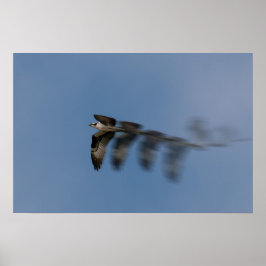 Póster Vuelo de Osprey