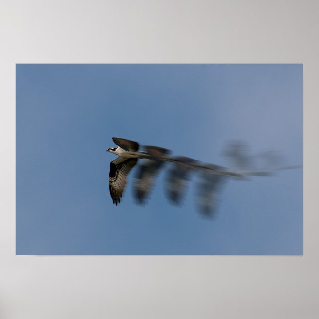 Póster Vuelo de Osprey (Frente)