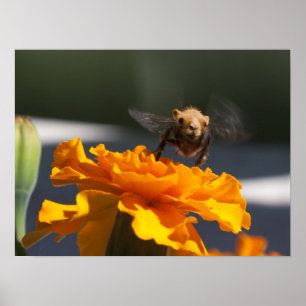 Póster Vuelo del Bumblecamel