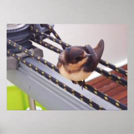 Póster Vuelo Rápido en Yate