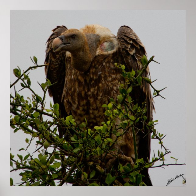 Póster Vulnerabilidad (Frente)